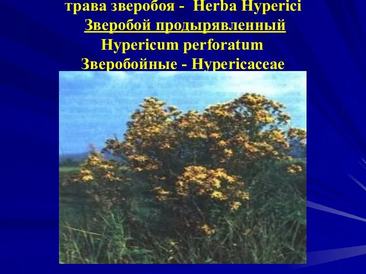 трава зверобоя - Herba Hyperici Зверобой продырявленный Hуpericum perforatum Зверобойные - Hypericaceae