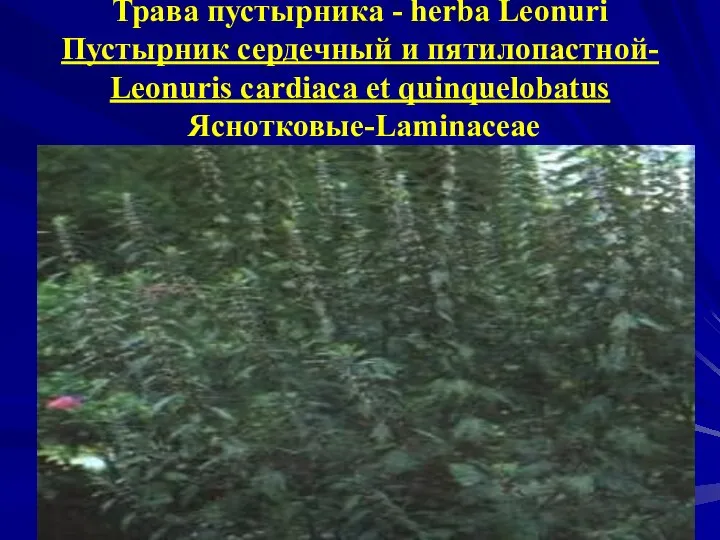 Трава пустырника - herba Leonuri Пустырник сердечный и пятилопастной- Leonuris cardiaca et quinquelobatus Яснотковые-Laminaceae