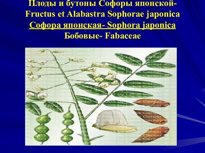 Плоды и бутоны Софоры японской- Fructus et Alabastra Sophorae japonica Софора японская- Sophora japonica Бобовые- Fabaceae