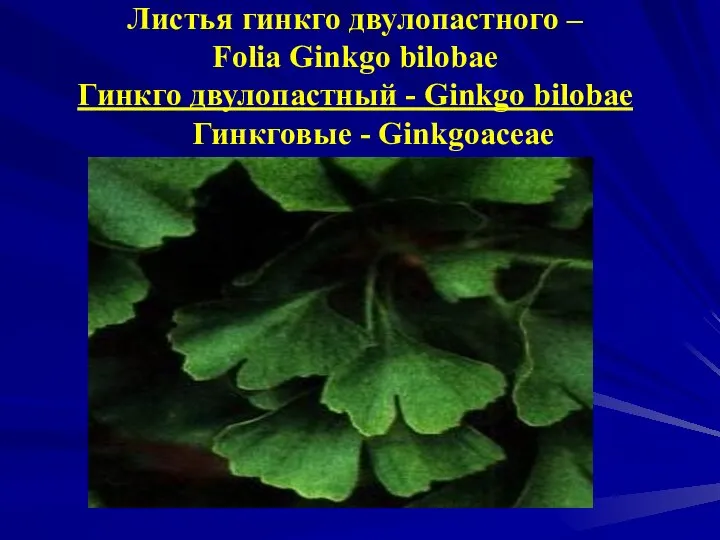 Листья гинкго двулопастного – Folia Ginkgo bilobae Гинкго двулопастный - Ginkgo bilobae Гинкговые - Ginkgoaceae