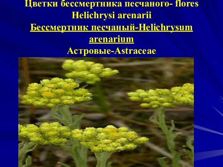 Цветки бессмертника песчаного- flores Helichrysі arenariі Бессмертник песчаный-Helichrysum arenarium Астровые-Astraceae
