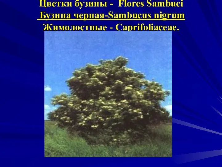 Цветки бузины - Flores Sambuci Бузина черная-Sambucus nigrum Жимолостные - Caprifoliaceae.