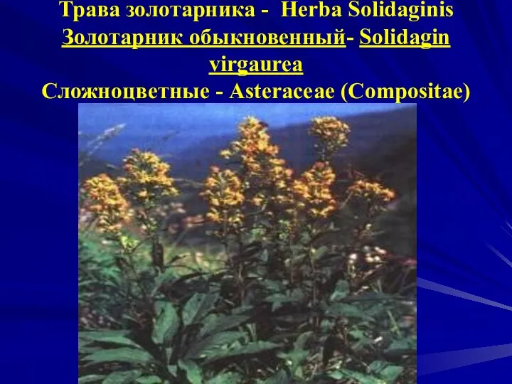 Трава золотарника - Herba Solidaginis Золотарник oбыкновенный- Solidagin virgaurea Сложноцветные - Asteraceae (Compositae)