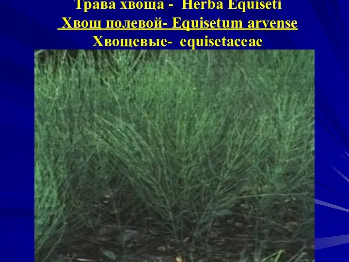 Трава хвоща - Herba Equiseti Хвощ полевой- Equisetum arvense Хвощевые- equisetaceae