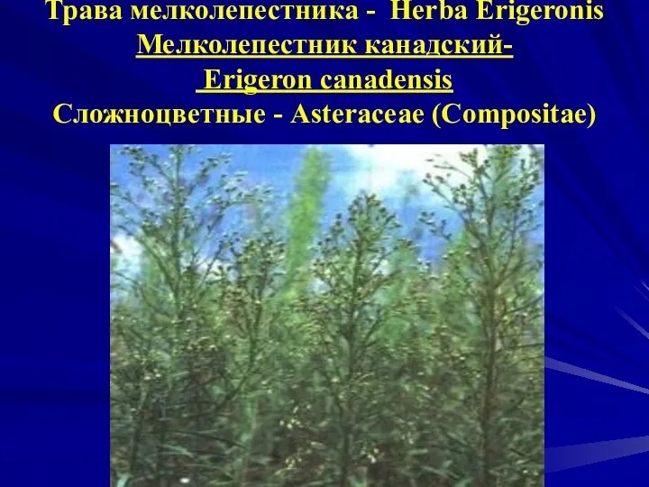 Трава мелколепестника - Herba Erigeronis Мелколепестник канадский- Erigeron canadensis Сложноцветные - Asteraceae (Compositae)