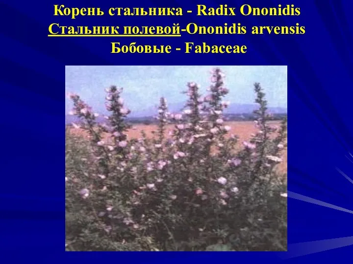 Корень стальника - Radix Ononidis Стальник полевой-Ononidis arvensis Бобовые - Fabaceae