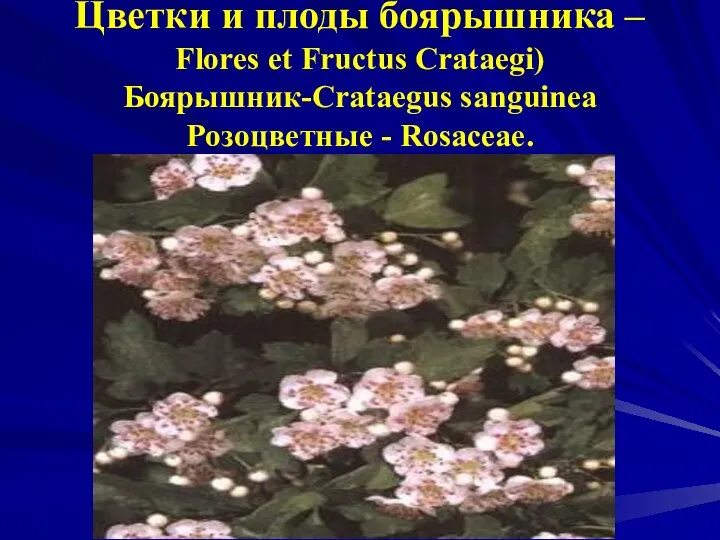 Цветки и плоды боярышника – Flores et Fructus Crataegi) Боярышник-Crataegus sanguinea Розоцветные - Rosaceae.