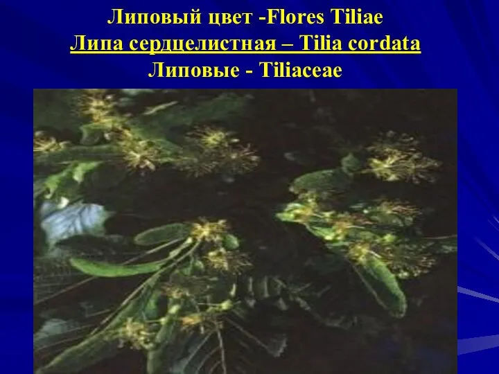 Липовый цвет -Flores Tiliae Липа сердцелистная – Tilia cordata Липовые - Tiliaceae