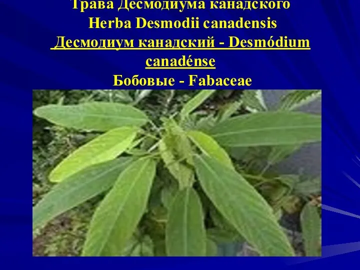 Трава Десмодиума канадского Herba Desmodii canadensis Десмодиум канадский - Desmódium canadénse Бобовые - Fabaceae