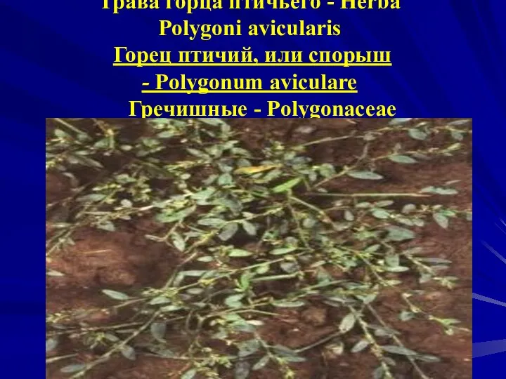 Трава горца птичьего - Herba Polygoni avicularis Горец птичий, или спорыш -