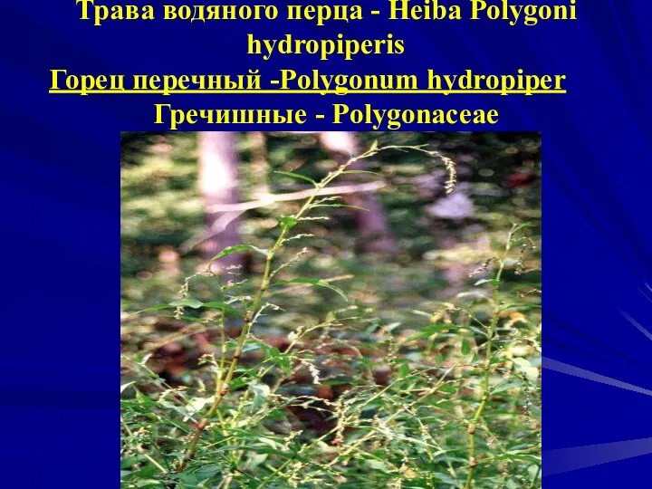 Трава водяного перца - Heiba Polygoni hydropiperis Горец перечный -Polygonum hydropiper Гречишные - Polygonaceae