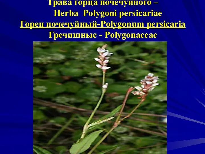 Трава горца почечуйного – Herba Polygoni рersicariae Горец почечуйный-Polygonum рersicaria Гречишные - Polygonaceae