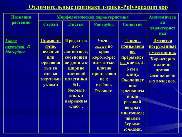 Отличительные признаки горцев-Polygonatum spp