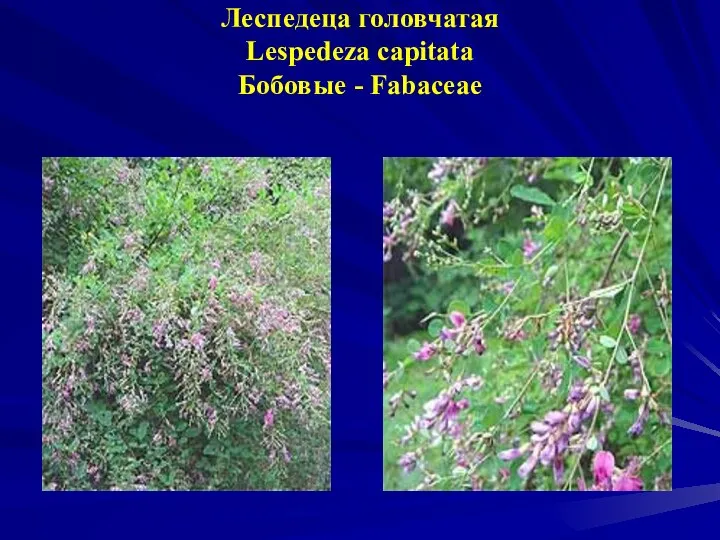 Леспедеца головчатая Lespedeza capitata Бобовые - Fabaceae