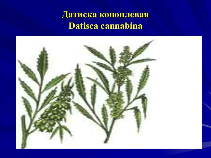 Датиска коноплевая Datisca cannabina