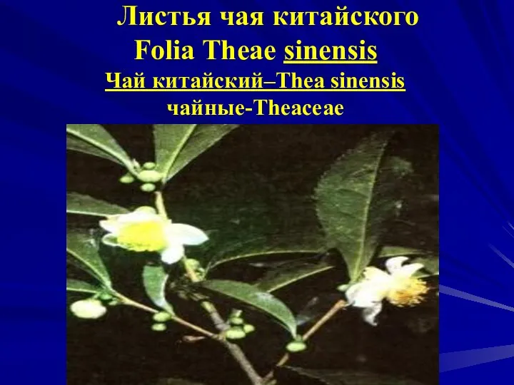 Листья чая китайского Folia Theae sіnensis Чай китайский–Thea sіnensis чайные-Theaceae