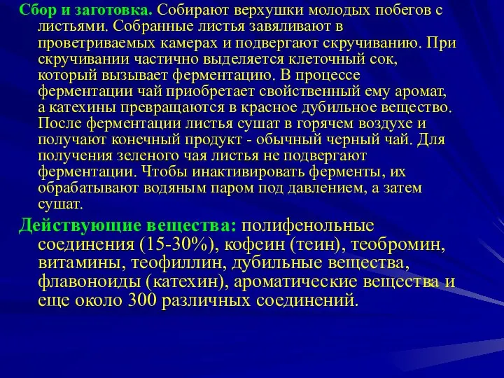 Сбор и заготовка. Собирают верхушки молодых побегов с листьями. Собранные листья завяливают