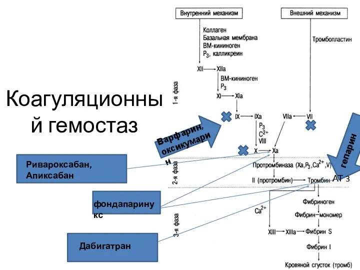 Коагуляционный гемостаз гепарин Варфарин, оксикумарин фондапаринукс АТ 3 Ривароксабан, Апиксабан Дабигатран