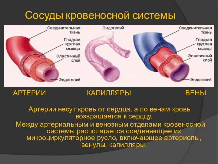 Сосуды кровеносной системы АРТЕРИИ КАПИЛЛЯРЫ ВЕНЫ Артерии несут кровь от сердца, а