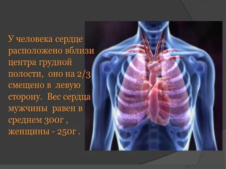 У человека сердце расположено вблизи центра грудной полости, оно на 2/3 смещено