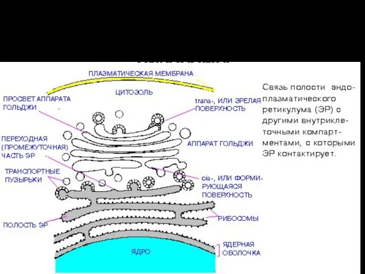 Мембранные органоиды Эндоплазматическая сеть Лизосомы