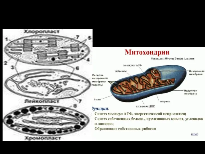 Хлоропласты и митохондрии