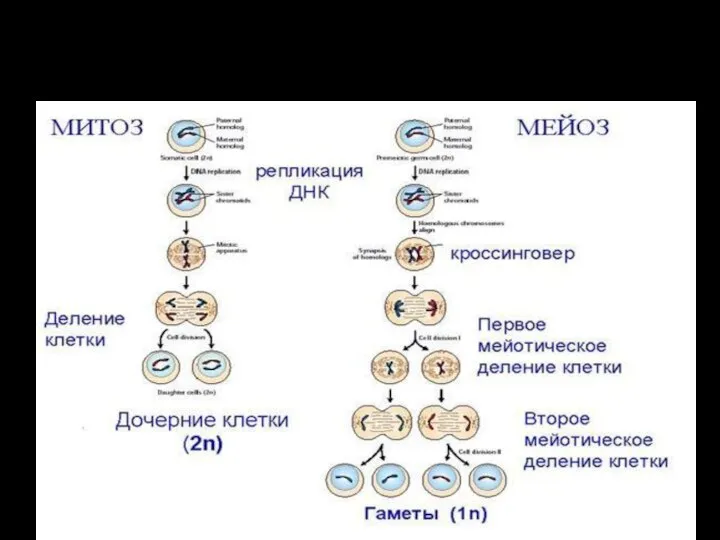 Деление клетки