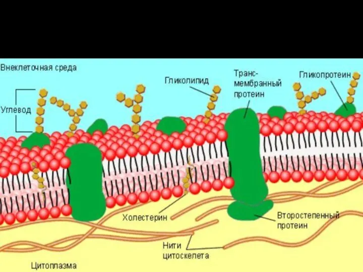 Цитоплазматическая мембрана