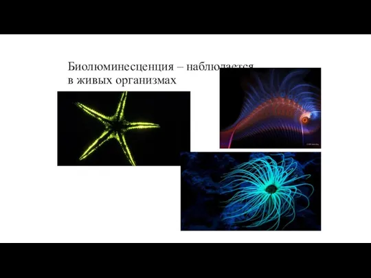 Биолюминесценция – наблюдается в живых организмах