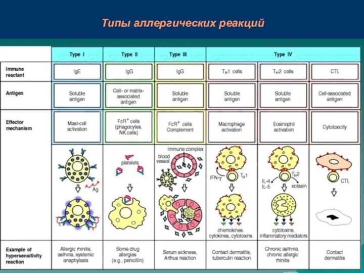 Типы аллергических реакций