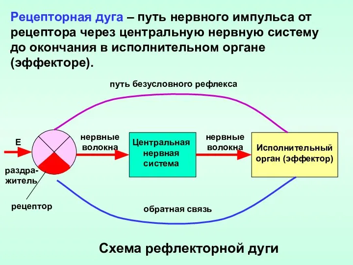 Рецепторная дуга – путь нервного импульса от рецептора через центральную нервную систему