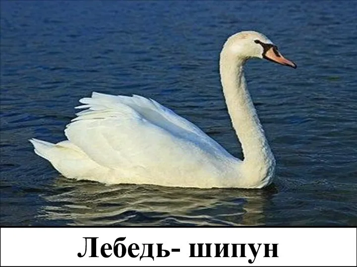 Лебедь- шипун