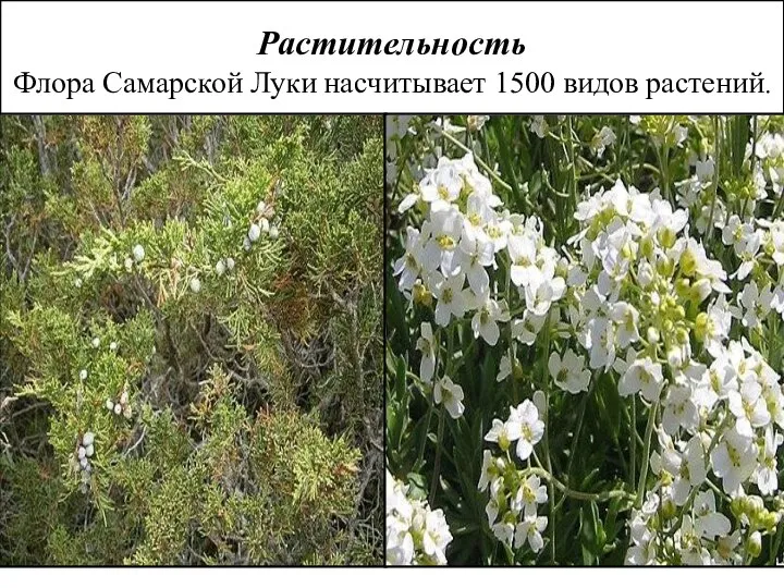 Растительность Флора Самарской Луки насчитывает 1500 видов растений.