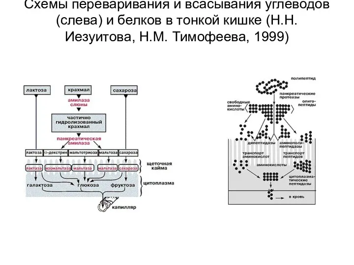 Схемы переваривания и всасывания углеводов (слева) и белков в тонкой кишке (Н.Н. Иезуитова, Н.М. Тимофеева, 1999)
