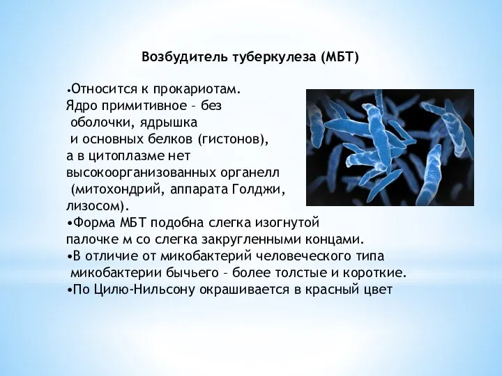 Возбудитель туберкулеза (МБТ) •Относится к прокариотам. Ядро примитивное – без оболочки, ядрышка