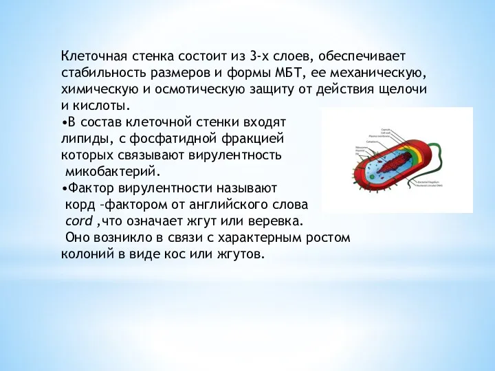 Клеточная стенка состоит из 3-х слоев, обеспечивает стабильность размеров и формы МБТ,