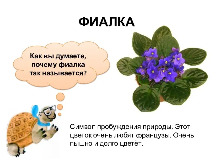 Как вы думаете, почему фиалка так называется? ФИАЛКА Символ пробуждения природы. Этот