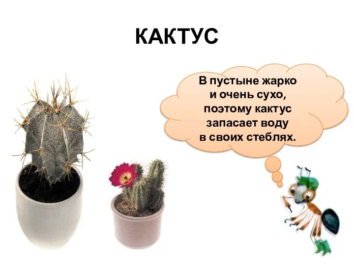 В пустыне жарко и очень сухо, поэтому кактус запасает воду в своих стеблях. КАКТУС