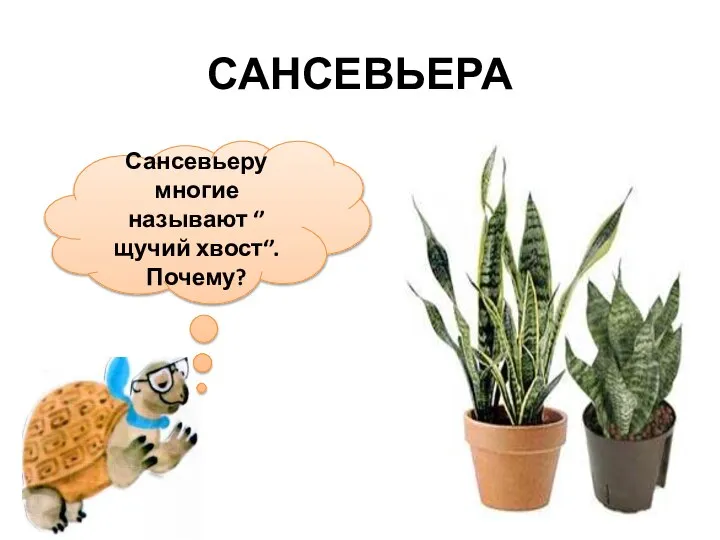 Сансевьеру многие называют ‘’ щучий хвост‘’. Почему? САНСЕВЬЕРА