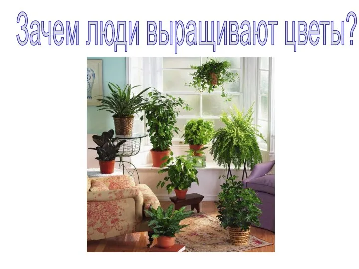 Зачем люди выращивают цветы?