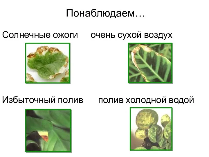 Понаблюдаем… Солнечные ожоги очень сухой воздух Избыточный полив полив холодной водой