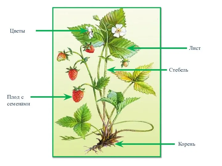 Стебель Лист Корень Плод с семенами Цветы