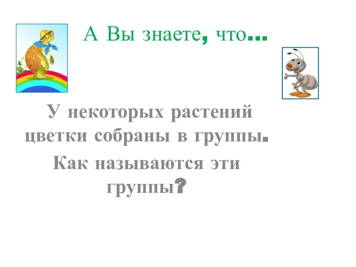 У некоторых растений цветки собраны в группы. Как называются эти группы? А Вы знаете, что...