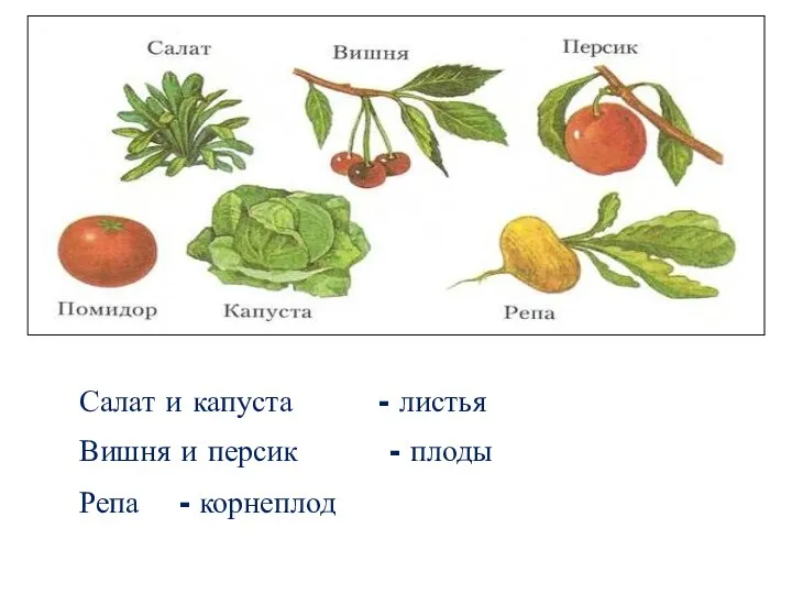 Салат и капуста - листья Вишня и персик - плоды Репа - корнеплод