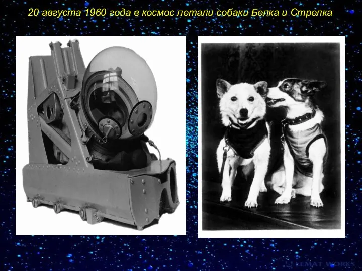 20 августа 1960 года в космос летали собаки Белка и Стрелка