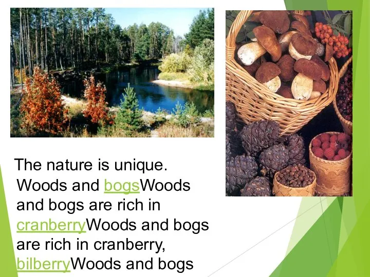 The nature is unique. Woods and bogsWoods and bogs are rich in