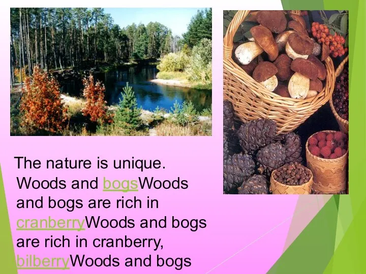 The nature is unique. Woods and bogsWoods and bogs are rich in