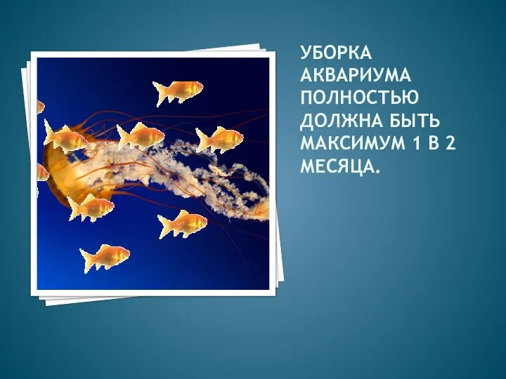 УБОРКА АКВАРИУМА ПОЛНОСТЬЮ ДОЛЖНА БЫТЬ МАКСИМУМ 1 В 2 МЕСЯЦА.