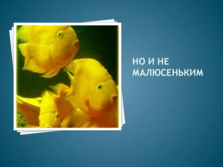 НО И НЕ МАЛЮСЕНЬКИМ