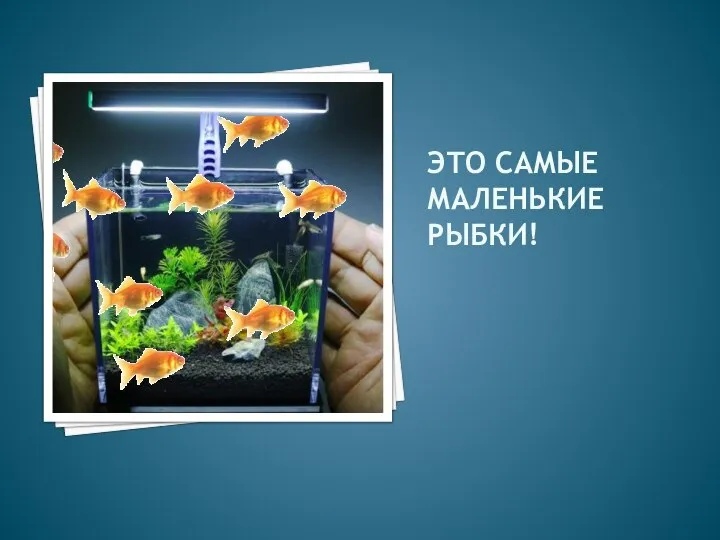 ЭТО САМЫЕ МАЛЕНЬКИЕ РЫБКИ!